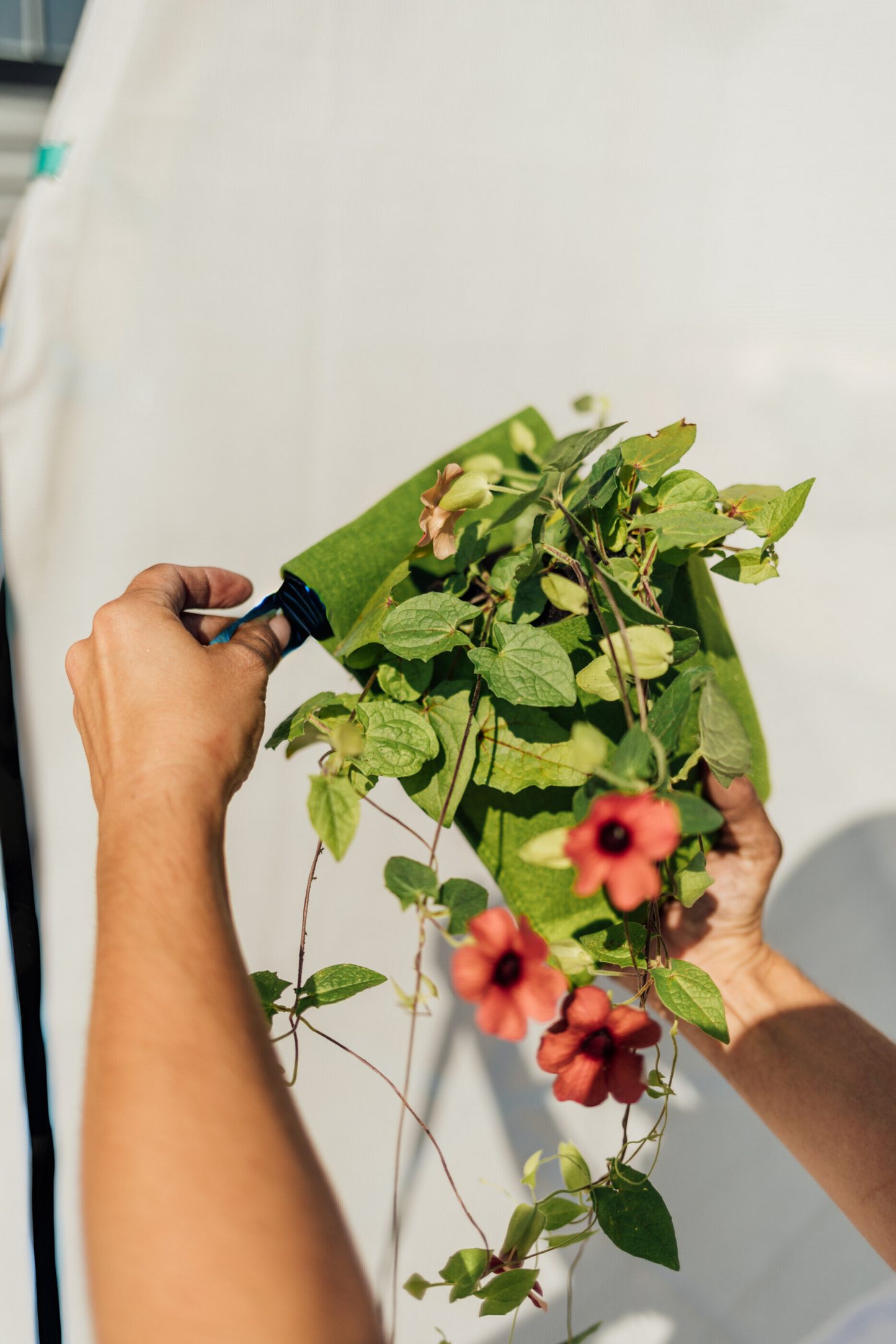 Bijou Bloom Hanging Planters